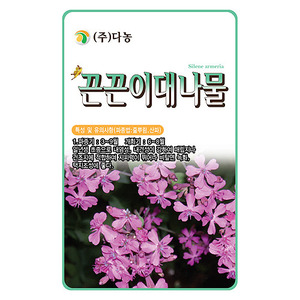 끈끈이대나물꽃씨앗 - 1kg/야생화꽃씨앗