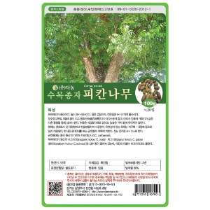 피칸나무씨앗100g;1kg-수목씨앗/조경