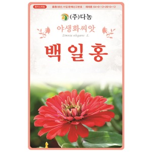 백일홍씨앗- 150립(약3ml)/야생화꽃씨앗