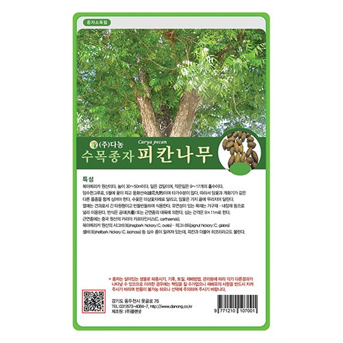 피칸나무씨앗100g;1kg-수목씨앗/조경