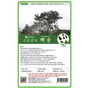 백송씨앗(소나무씨앗) 20g;500g;1kg-수목씨앗/조경