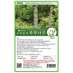 자작나무씨앗 10g;100g;200g;1kg-수목씨앗/조경