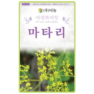 마타리꽃 씨앗 1g(약3ml)/야생화꽃씨앗