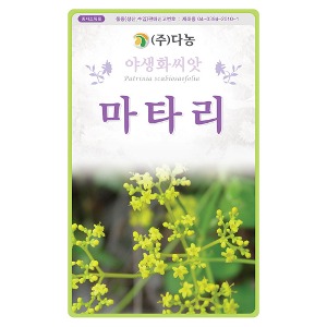 마타리꽃 씨앗 1g(약3ml)/야생화꽃씨앗