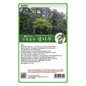삼나무씨앗20g;200g;1kg-수목씨앗/조경