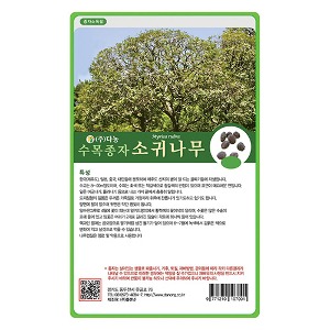 소귀나무씨앗20g;500g;1kg-수목씨앗/조경