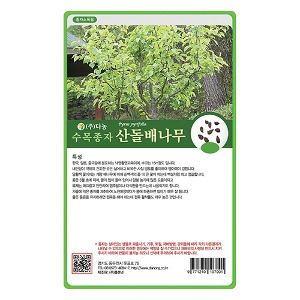 산돌배나무씨앗 20g;500g;1kg-수목씨앗/조경