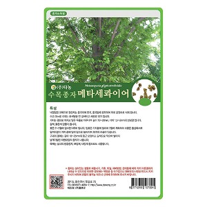 메타세콰이어 씨앗 5g;50g;200g;1kg-수목씨앗/조경