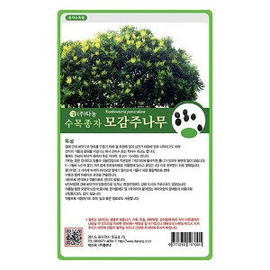 모감주나무씨앗 20g;600g;1kg-수목씨앗/조경